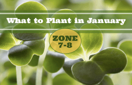 What to Plant in January in Zones 7-8