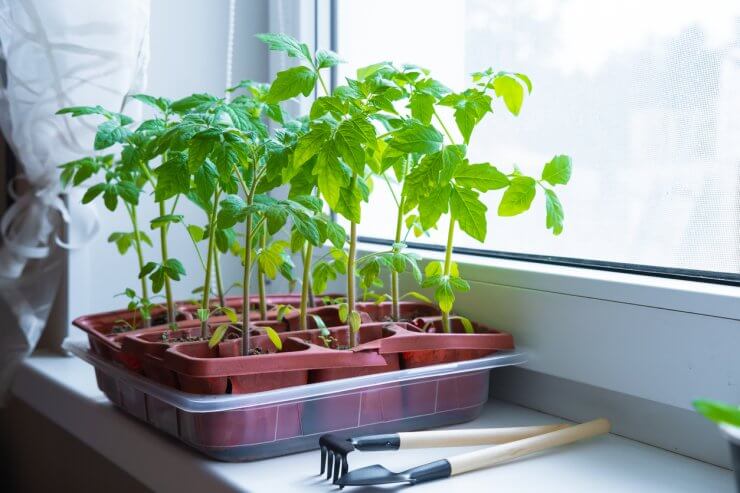 Young tomato seedlings in pots