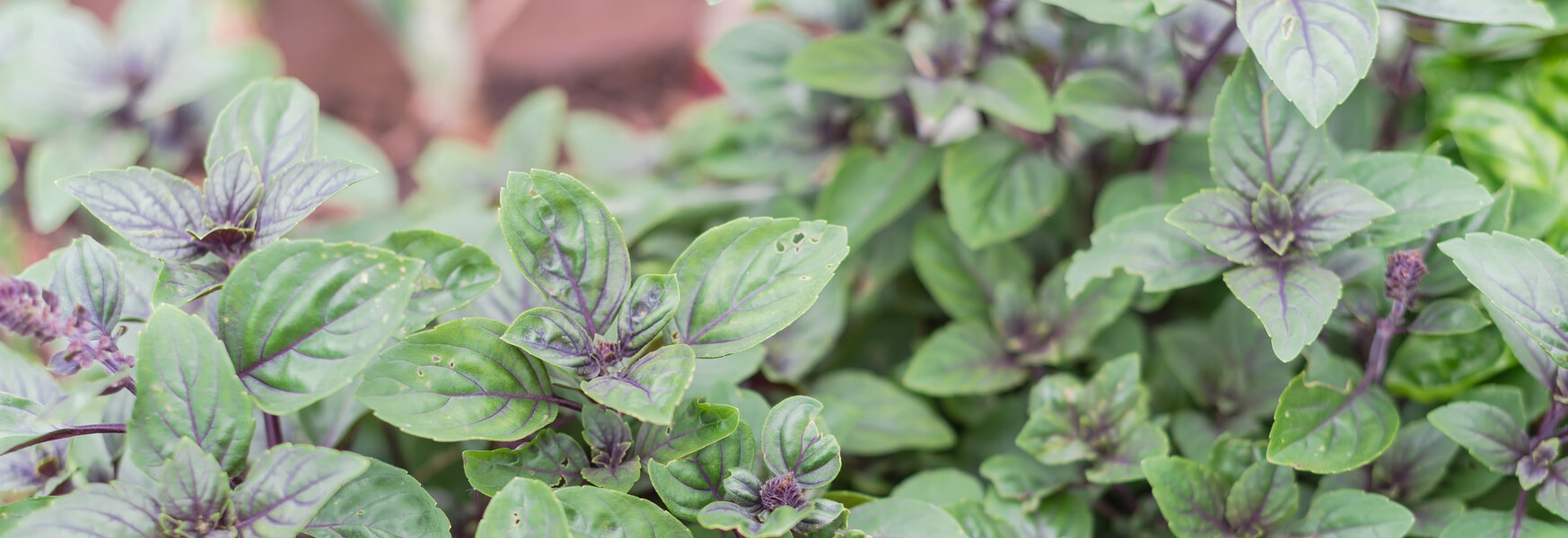 African blue basil