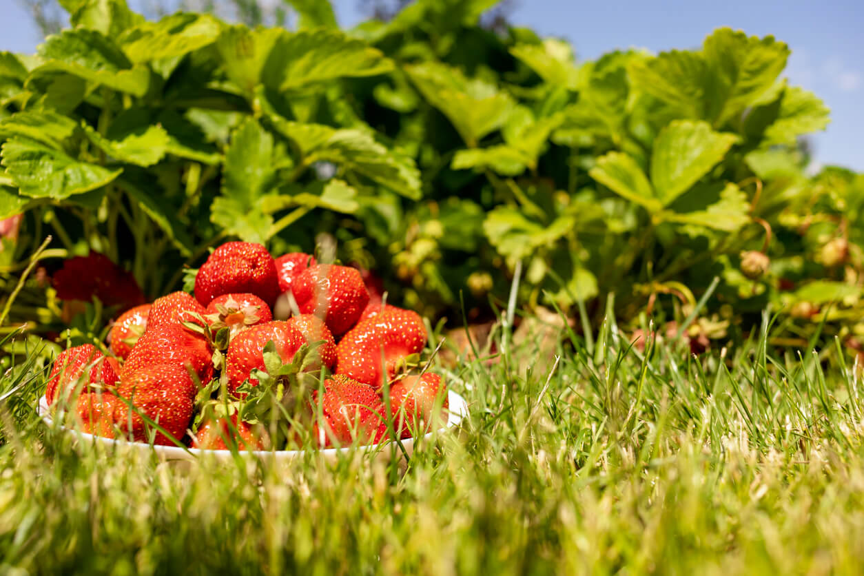 Harvesting strawberries on the farm