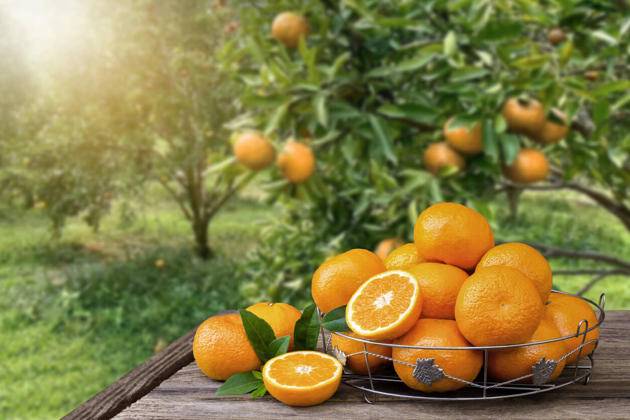 Orange fruit in basket