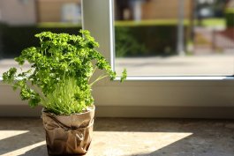 Top Edible Houseplants for Boosting Your Health