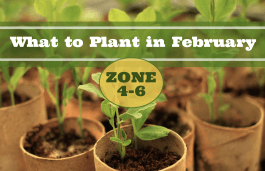 What to Plant in February in Zones 4-6