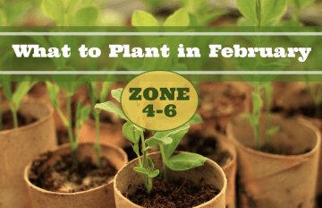 what to plant in february