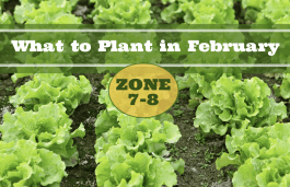 What to Plant in February in Zones 7-8