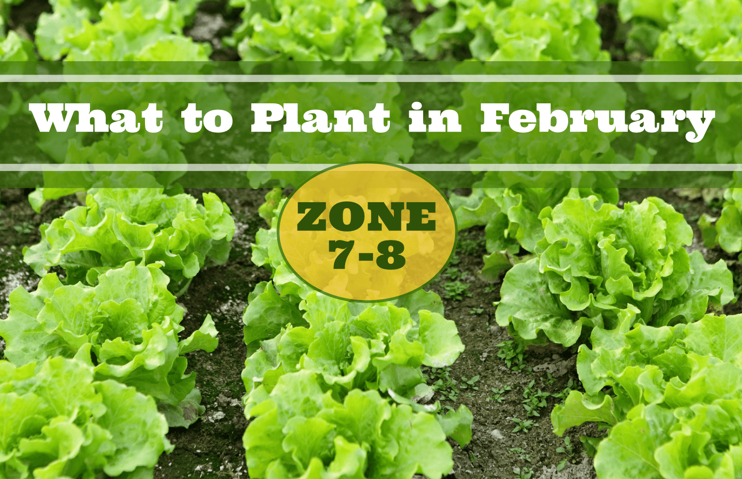 what to plant in february 7-8