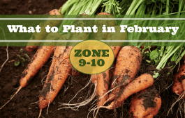 What to Plant in February in Zones 9-10