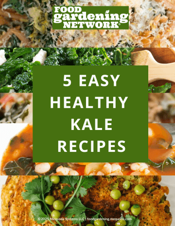 5 Easy Healthy Kale Recipes