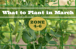 What to Plant in March in Zones 4-6