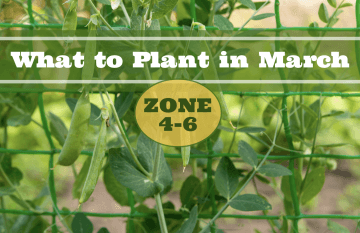 what to plant in march