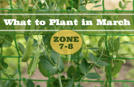 What to Plant in March in Zones 7-8