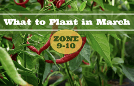 What to Plant in March in Zones 9-10