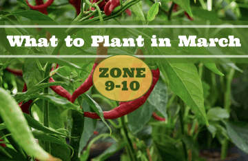 what to plant in march