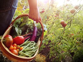 The 10 Best Garden Baskets for Every Gardener’s Needs