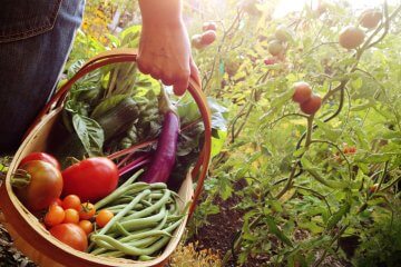 The 10 Best Garden Baskets for Every Gardener’s Needs