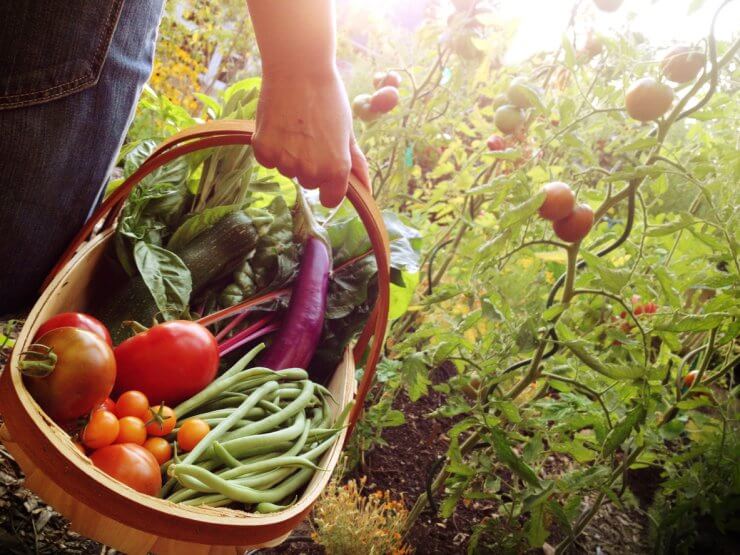 Basket of Vegetables