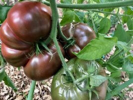 Cherokee Purple Tomatoes: A Gardener’s Delight with a Hint of Mystery