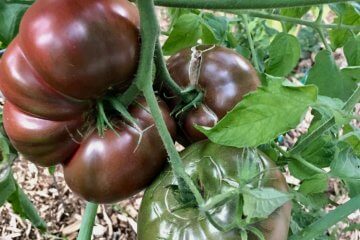 Cherokee Purple Tomatoes: A Gardener’s Delight with a Hint of Mystery