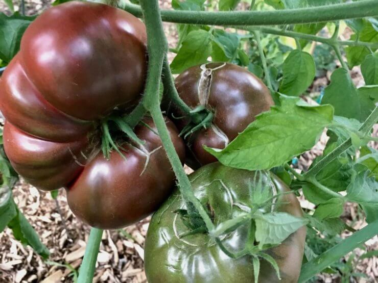 Cherokee Purple Tomatoes