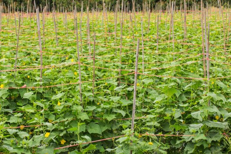 Cucumber garden in asia