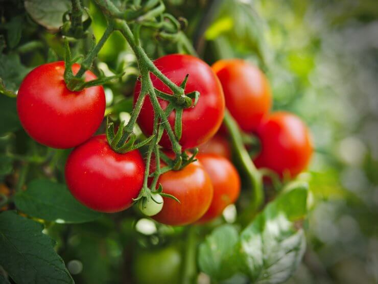 fresh tomatoes on the vine