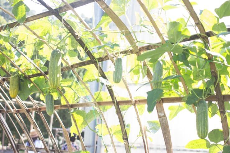 green long cucumber in greenhouse