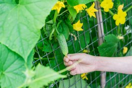 Cucumber Trellis Tricks to Maximize Yield and Save Space