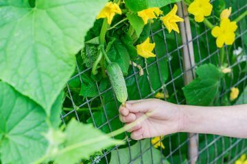 growing cucumbers in hothouse