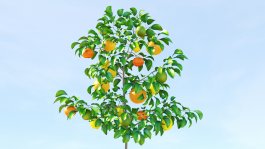 Creating Multi-Fruit Lemon Trees in Your Backyard with Citrus Grafting