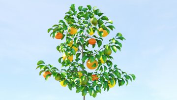 Multi fruit citrus tree