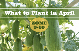 What to Plant in April in USDA Zones 9-10