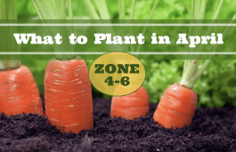 What to Plant in April in USDA Zones 4-6