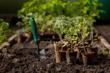 Soil with a young plant.