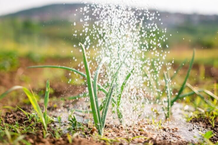 Spring onions watered in the garden