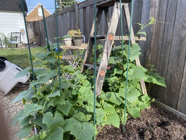 Urban Garden