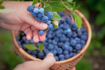 Women hands picking ripe blueberries close up shoot with bowl, full of berries. Blueberry - branches of fresh berries in the garden. Harvesting concept.