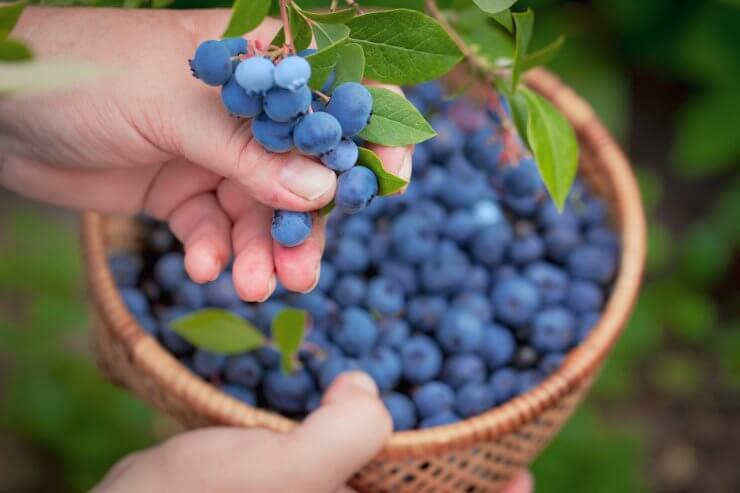 Women hands picking ripe blueberries