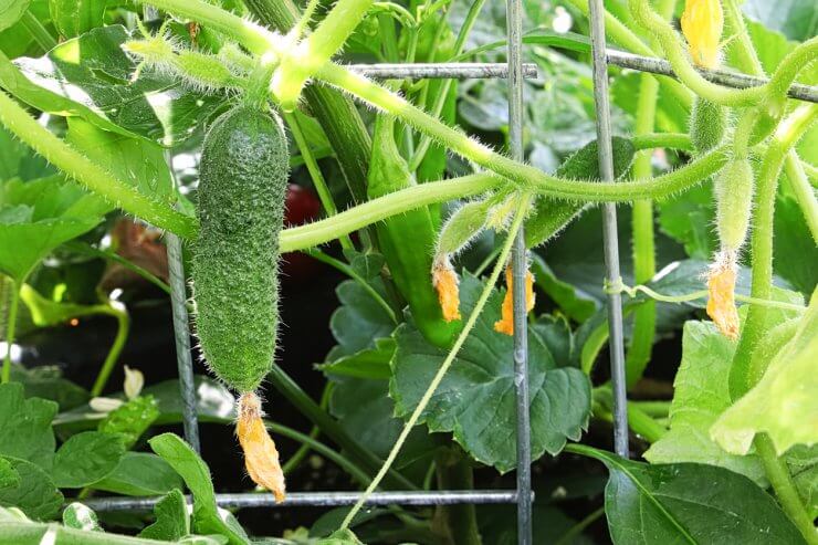 cucumber hanging in a wire 