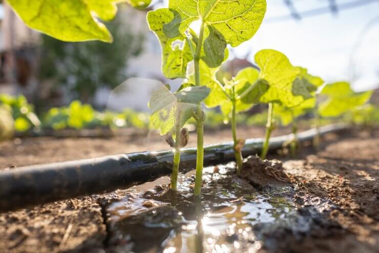 Green pepper seedling drip irrigation system with sunlight