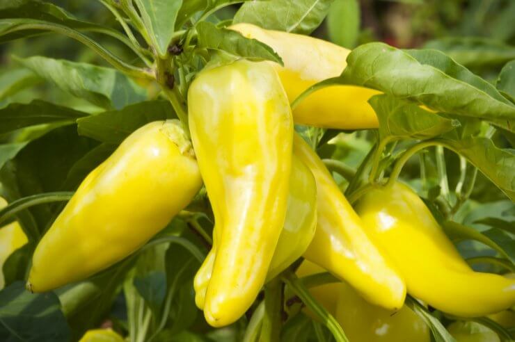 Banana Peppers