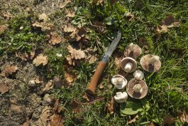 Essential Tools and Equipment for Growing and Enjoying Mushrooms