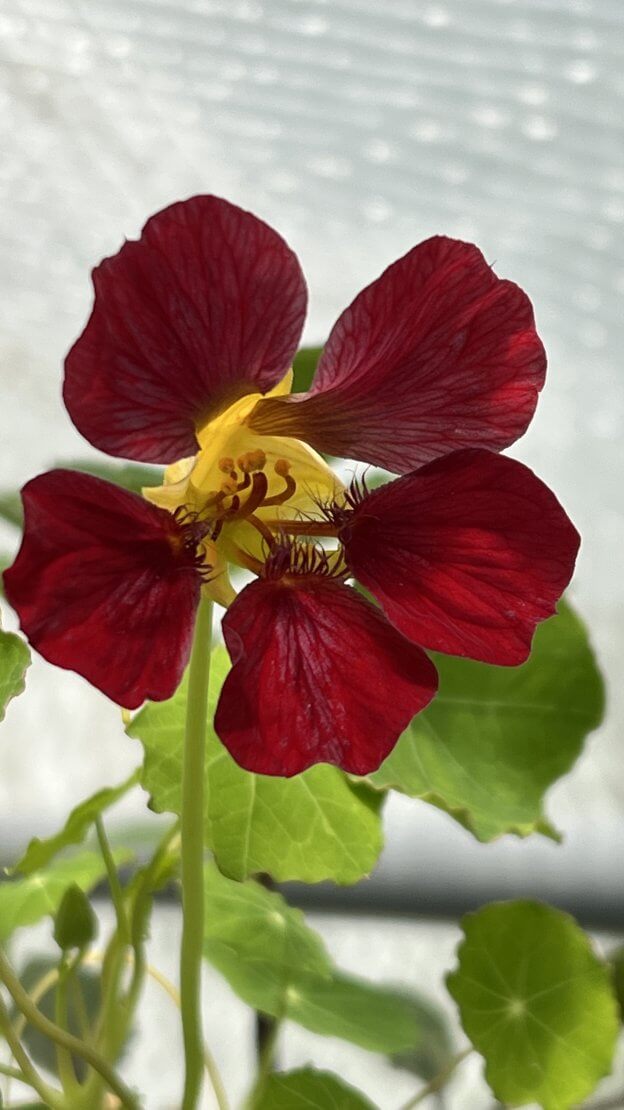 Nasturtium