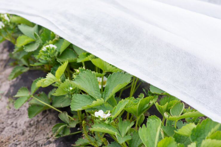 Covering blooming strawberry with white agrofiber to protect plants and flowers from late spring frost