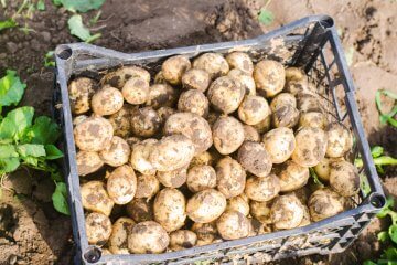 Kennebec Potatoes: The Spud That Stole My Heart