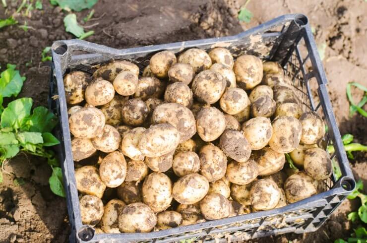 Potatoes