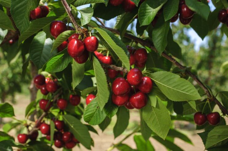 Ripening Cherries On Tree