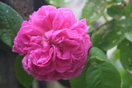 The Best Edible Flowers for Your Garden (and How to Use Them)