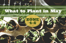 What to Plant in May in USDA Zones 4-6
