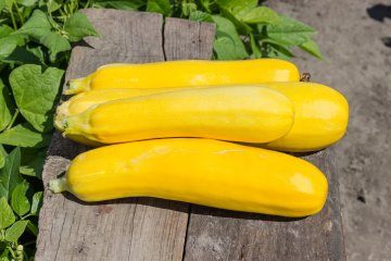 Yellow vegetable marrows on old planks