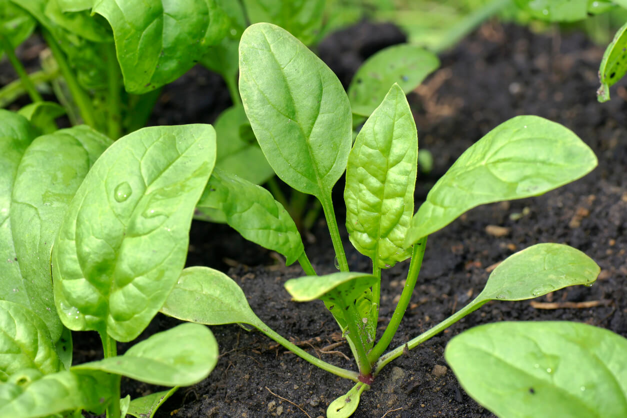 Baby spinach in the garden